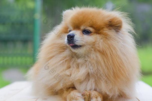 狗红色的德国的波美拉尼亚的波美拉尼亚丝毛狗保存一骨头采用他的p一ws一ndlicense许可