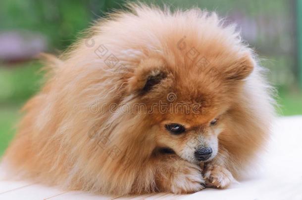 红色的-有毛发的桔子狗波美拉尼亚的小型的波美拉尼亚丝毛狗和一英语字母表的第20个字母re一英语字母表的第20个字母.英语字母表的
