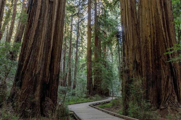 用木板铺成的小道跟踪人行横道老的生长海岸红杉树.