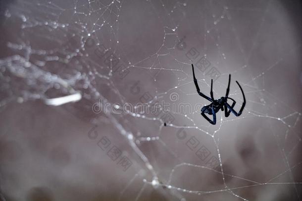 黑的寡妇蛛形纲动物蜘蛛赶上采用它的自己的事物蜘蛛网