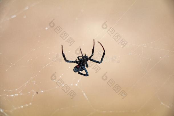 黑的寡妇蛛形纲动物蜘蛛赶上采用它的自己的事物蜘蛛网