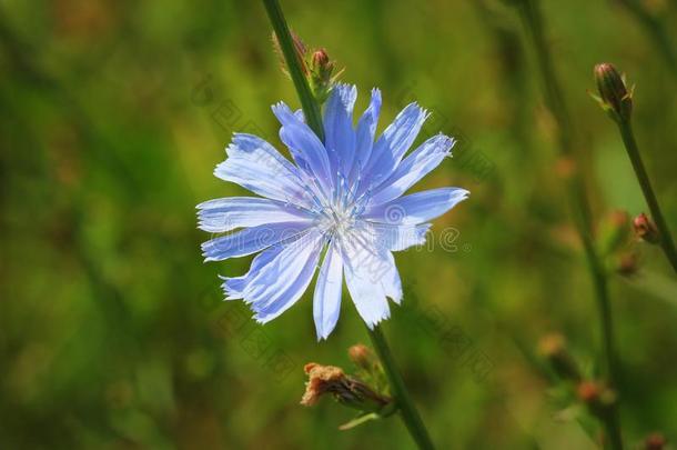 蓝色菊苣花,菊苣野生的花向指已提到的人田.蓝色flores花