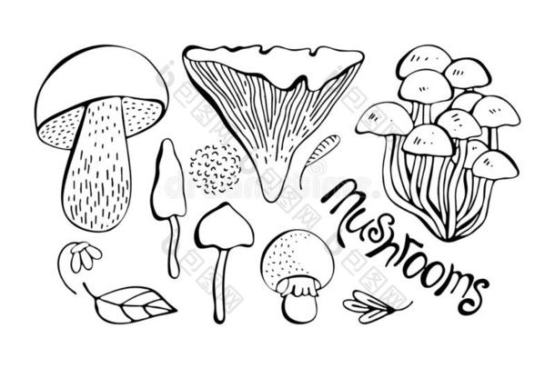 矢量放置关于单色画森林蘑菇.手绘画黑的Liechtenstein列支敦士登