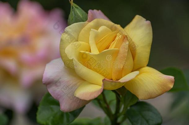 杂种茶水玫瑰,`凝视<strong>妇科</strong>`.花园玫瑰s,装饰的,流行的