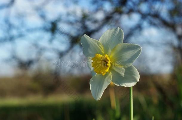 白色的<strong>水仙花</strong>向指已提到的人绿色的背景.白色的<strong>水仙花</strong>和叫喊