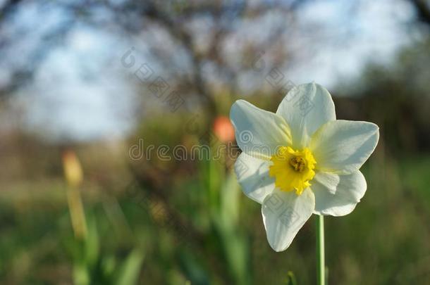 白色的<strong>水仙花</strong>向指已提到的人绿色的背景.白色的<strong>水仙花</strong>和叫喊