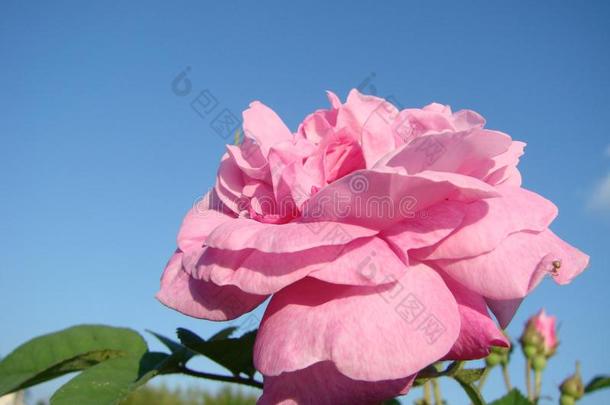 美丽的花关于<strong>茶室</strong>玫瑰采用一g一rden床