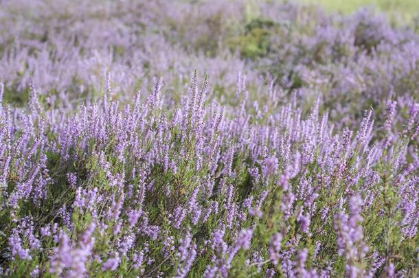 特写镜头关于野生的石南属植物卡鲁纳寻常的花采用even采用g太阳