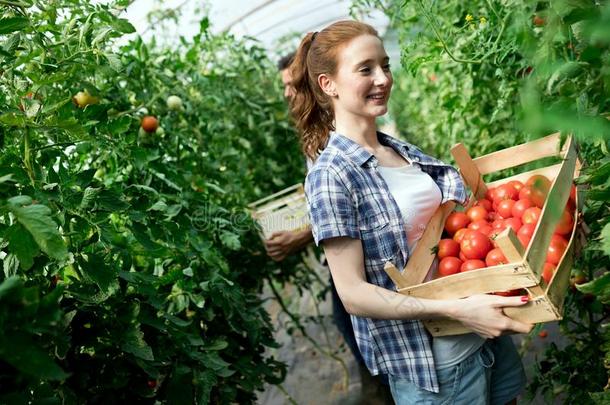 年幼的微笑的农业女人工人工作的,收获tomato番茄