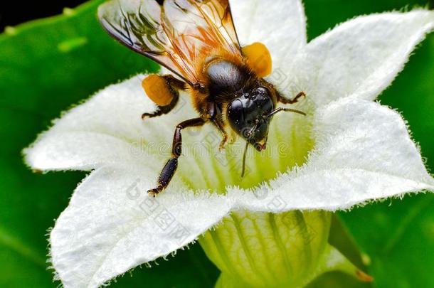 关-在上面<strong>照片</strong>关于蜂蜜蜜蜂<strong>聚集</strong>花蜜和撒布波勒