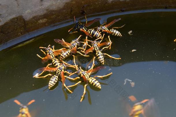 黄蜂波兰人喝水.黄蜂喝水从指已提到的人平底锅,游泳