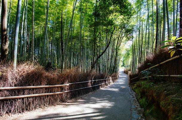 阿拉山山竹子森林