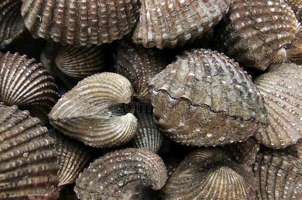 鸟蛤壳海产食品,桩关于â新鲜的鸟蛤壳,鸟蛤壳或扇贝France法国