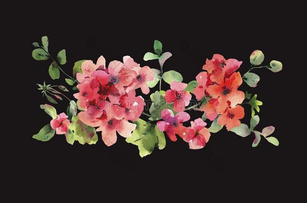 水彩花天竺葵,天竺葵属的植物,红色的花s,自然的是（be的三单形式