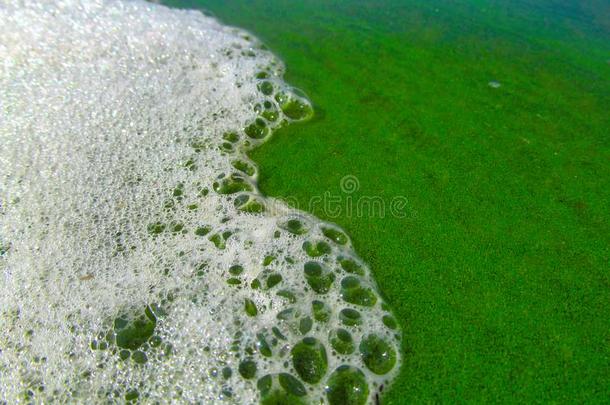 起泡沫和水和盛开的蓝色-绿色的水藻蓝细菌