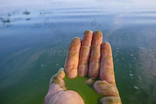 人手污染和<strong>蓝</strong>色-绿色的水藻
