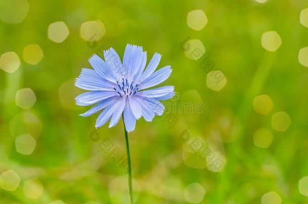 花关于野生的菊苣菊苣