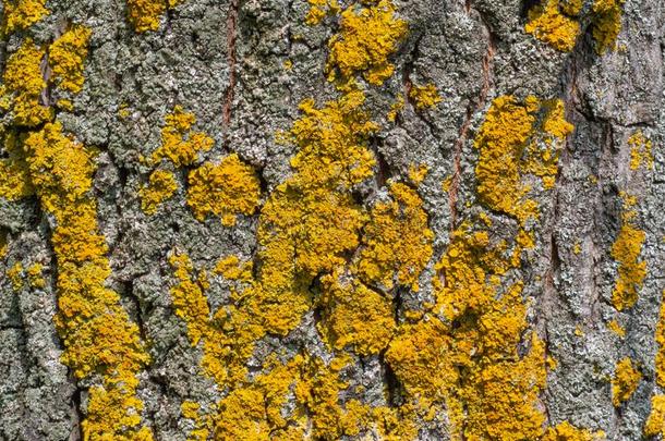 关在上面关于老的树树干和黄色的地衣和苔藓.宏指令Liechtenstein列支敦士登