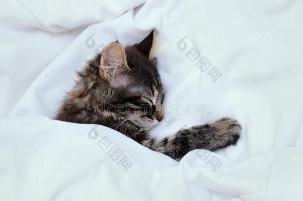 小的有条纹的小猫是（be的三单形式睡眠在下面一白色的bl一nket.关-英语字母表的第21个字母