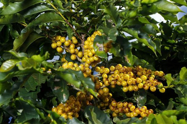 农场咖啡豆种植园采用巴西苏木-咖啡馆aux.构成疑问句和否定句=Brazil