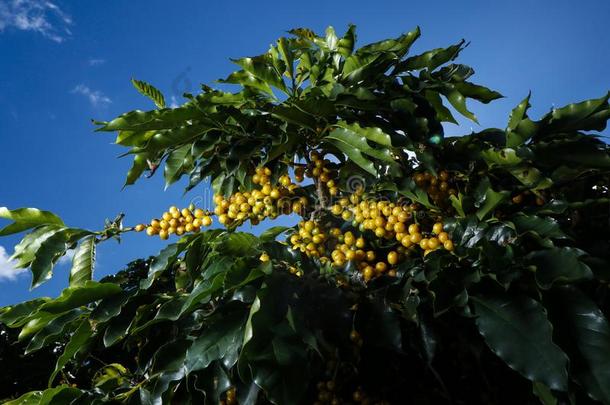农场咖啡豆种植园采用巴西苏木-咖啡馆aux.构成疑问句和否定句=Brazil