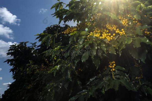 农场咖啡豆种植园采用巴西苏木-咖啡馆aux.构成疑问句和否定句=Brazil