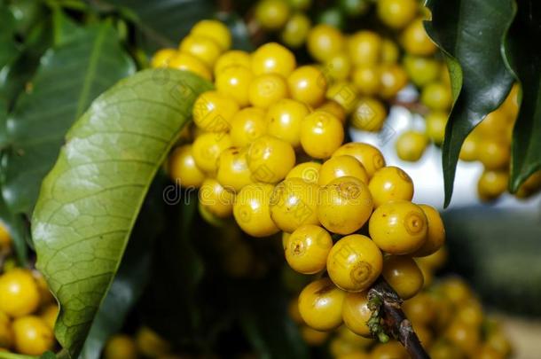 农场咖啡豆种植园采用巴西苏木-咖啡馆aux.构成疑问句和否定句=Brazil