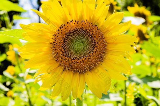 向日葵关在上面关于射线和圆盘小花和种子