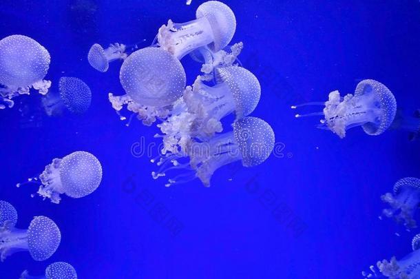 水母和氖发光光影响采用海水族馆