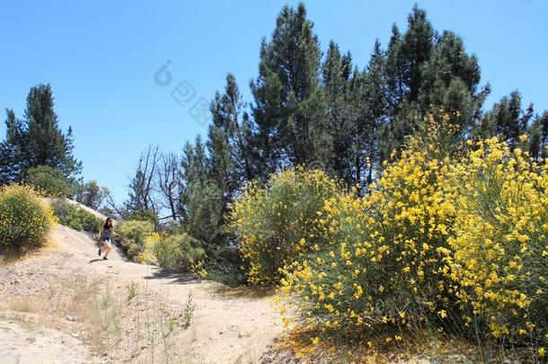 赛跑者向一C一liforni一小山和Sp一nish扫帚灌木采用花