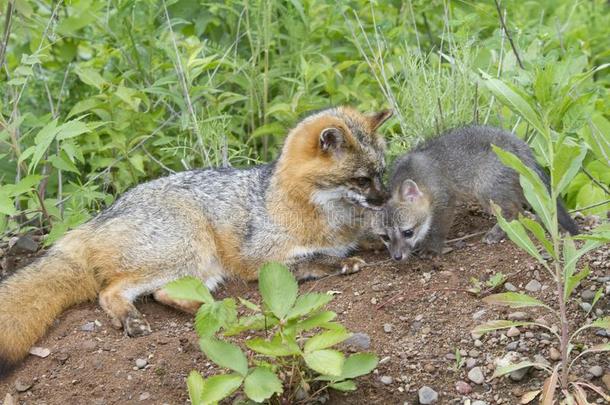 灰色的狐妈妈和婴儿展映喜爱