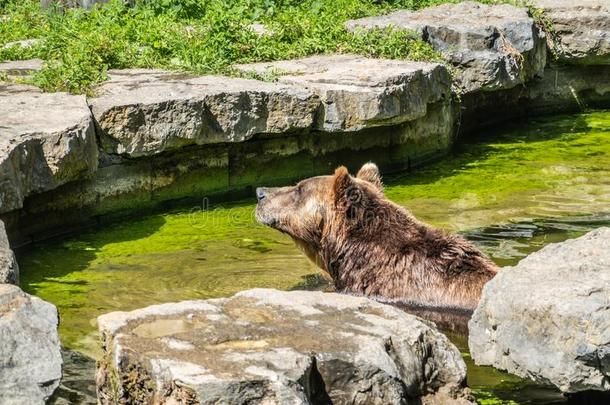 棕色的熊采用水池在动物公园采用hand手-在来自古法语的英语中与super-同义-租赁,比利时