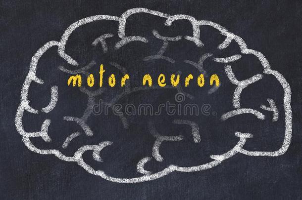 <strong>刮风</strong>关于人脑向黑板和inscripti向马达神经元