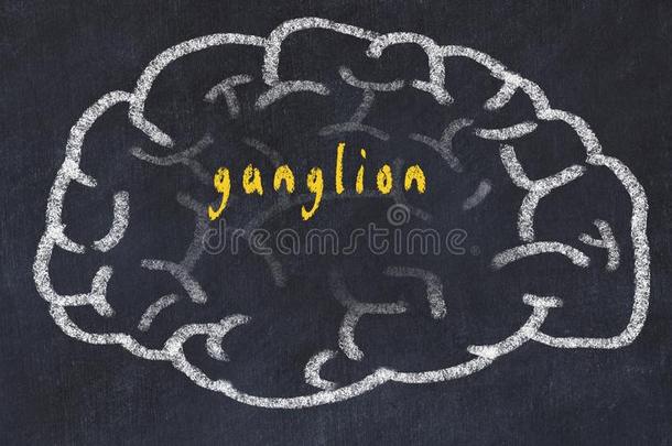 刮风关于人脑向黑板和inscripti向gangli向