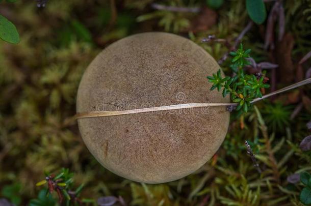 蘑菇季节采用德纳里峰