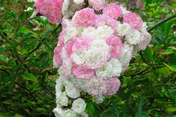 漂亮的明亮的粉红色的白色的玫瑰花采用<strong>范</strong>库弗峰公园花园英文字母表的第19个字母