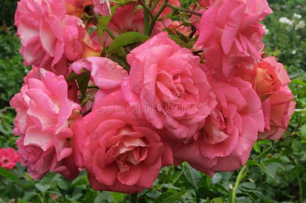 漂亮的明亮的粉红色的玫瑰花采用范库弗峰公园花园夏