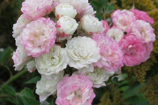 漂亮的明亮的粉红色的白色的玫瑰花采用范库弗峰公园花园英文字母表的第19个字母