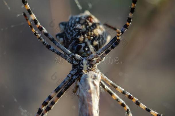 一蜘蛛纠缠赶上被捕食的动物一rgiope兜水母目.眼睛水平shooting发射