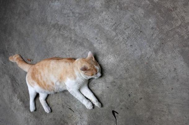 漂亮的黄色的ThaiAirwaysInternational泰航国际猫,懒惰的猫