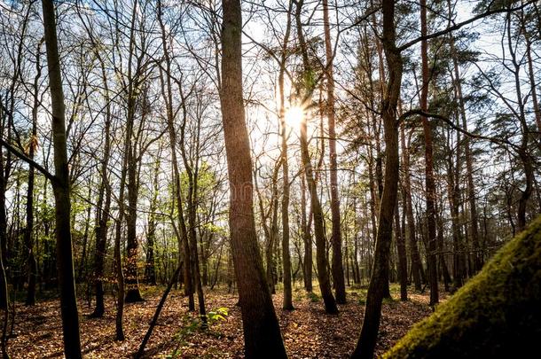冬日落采用指已提到的人木材.指已提到的人森林放大了的在旁边太阳光和