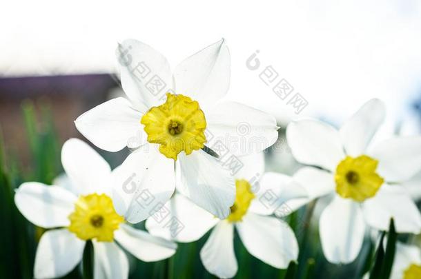 美丽的白色的和黄色的黄<strong>水仙</strong>采用花园
