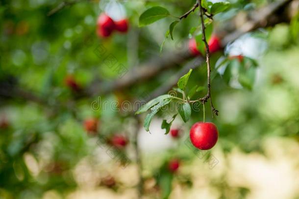 李子树和美味的大的红色的李子在日出特写镜头