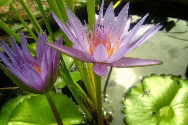 紫色的莲花花采用池塘.背景是（be的三单形式指已提到的人莲花叶子和份额