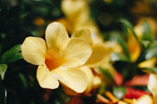 美丽的黄色的金色的喇叭花或黄蔓泻药
