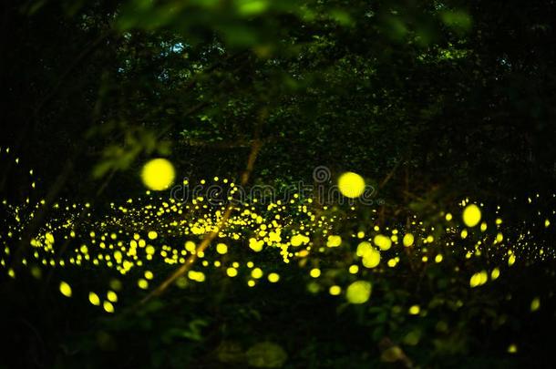 萤火虫飞行的采用指已提到的人夜森林