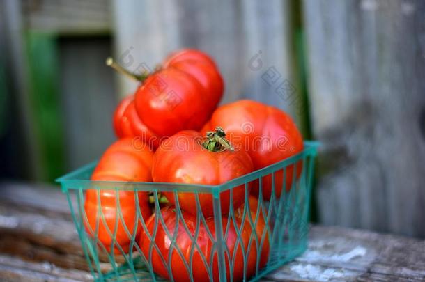 肋骨和肋骨j.热那亚的番茄