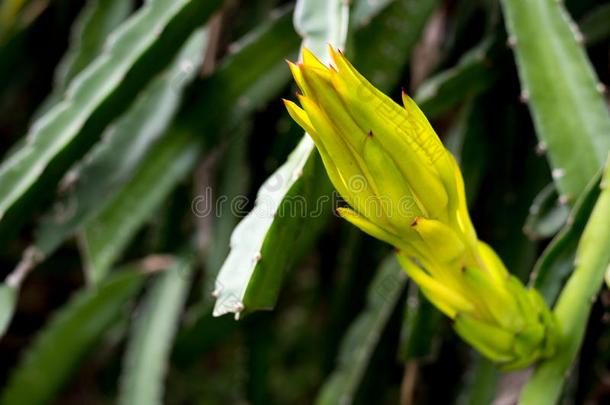 龙成果花的芽向登山者种<strong>植树</strong>自然背