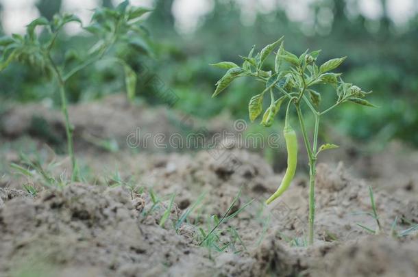 <strong>新</strong>鲜的绿色的红<strong>辣椒</strong>植物采用指已提到的人花园