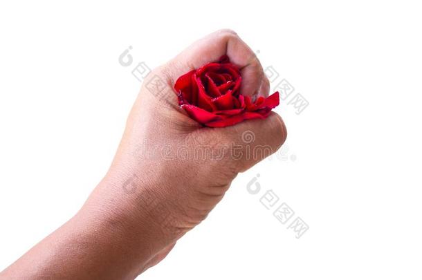 情人观念,红色的玫瑰